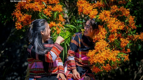 Hoa trang rừng nở rộ - “nàng thơ” của đại ngàn Gia Lai thức giấc