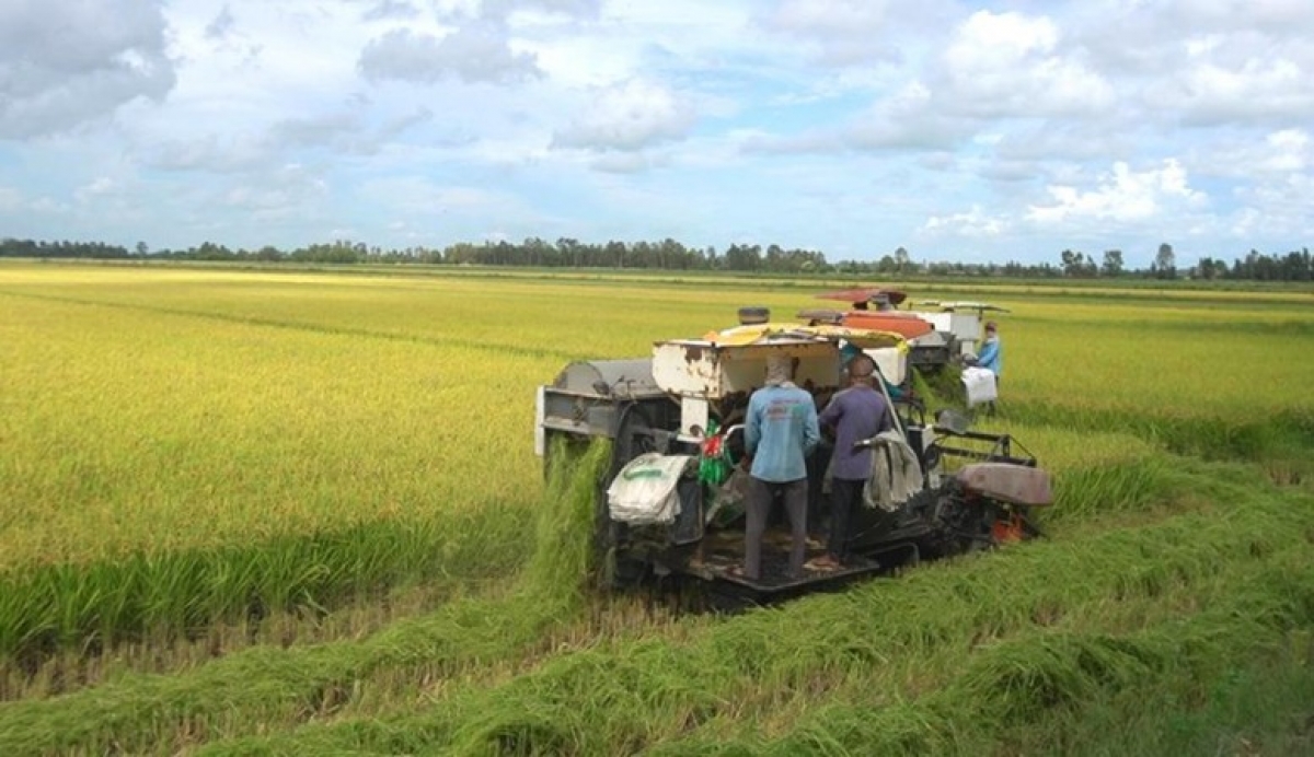 Les exportations de produits agro-forestiers et halieutiques au premier trimestre ont augmenté de 5,9% par rapport à la même période de 2025. Photo: VGP