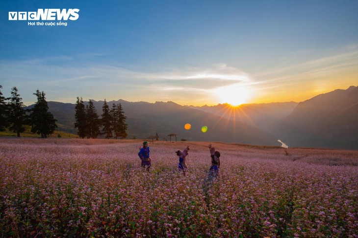 Thảo nguyên ở Hà Giang đẹp như 'Thụy Sĩ thu nhỏ' giữa mùa hoa tam giác mạch - ảnh 10